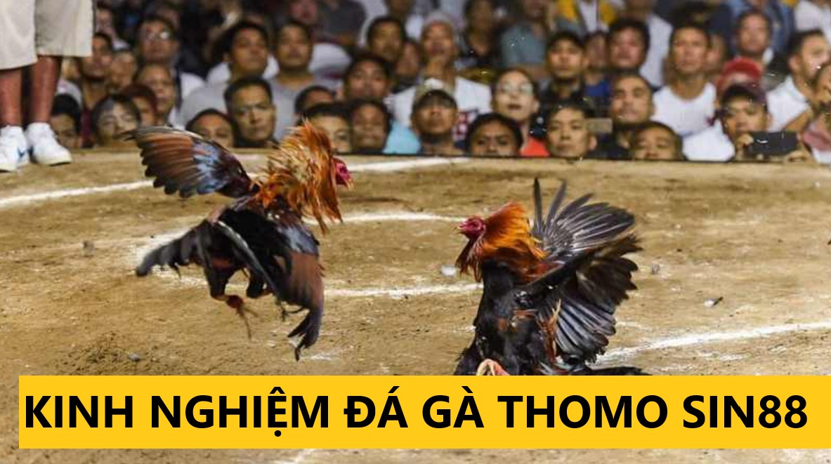 Chia sẻ kinh nghiệm đá gà Thomo dễ thắng tại Sin88