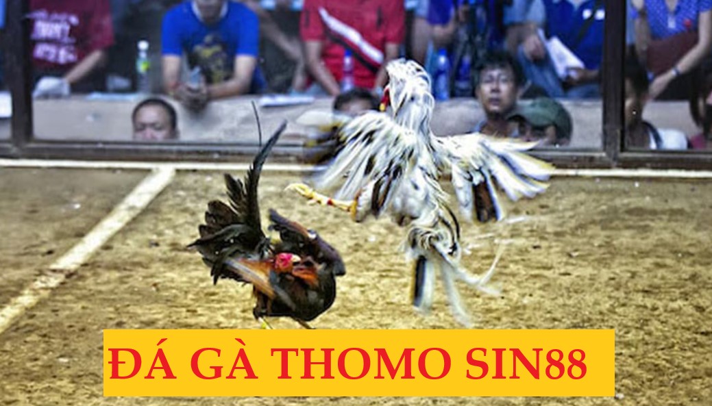 Thông tin sơ lược về đá gà Thomo tại nhà cái Sin88