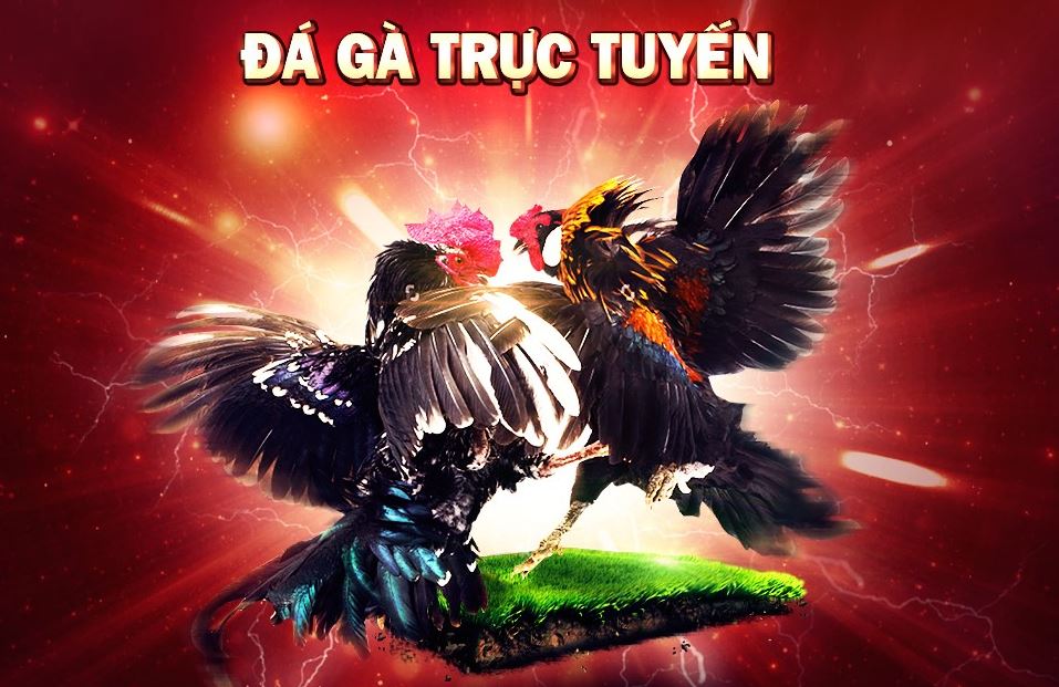 Tham gia đá gà trực tuyến tại Sin88bet