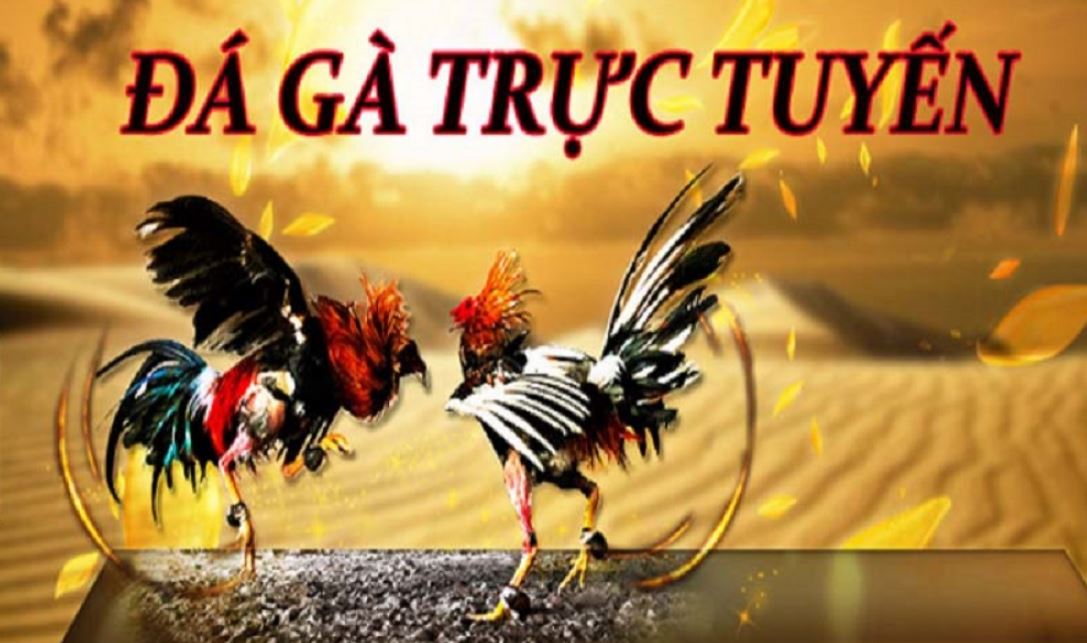 Hướng dẫn cách tham gia nhà cái đá gà Sin88