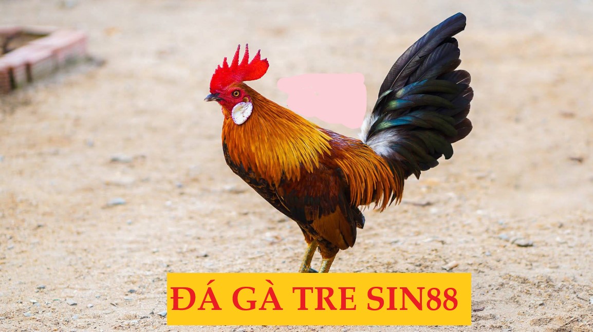 Thông tin về trò chơi đá gà tre chuyên nghiệp Sin88